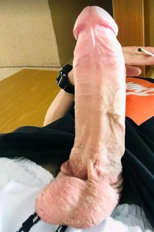 Gato Pauzudo