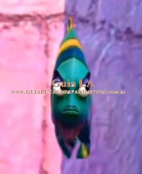 Garota